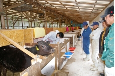 子牛の健康管理