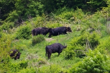 草を食べに山へ