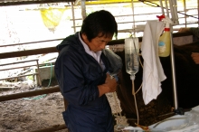 志村獣医師による採卵