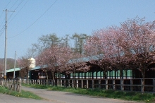 牛舎を彩る桜並木