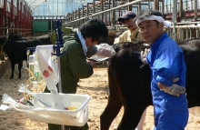 志村獣医師による採卵