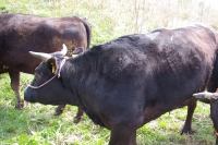 質の高い黒毛和牛を生産