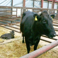 健康な黒毛和牛が産まれます。